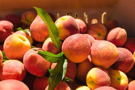 Analyzing the Physical Characteristics of Georgia Peach