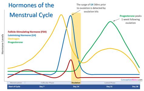 Analyzing the Relationship between Dreams and the Menstrual Cycle