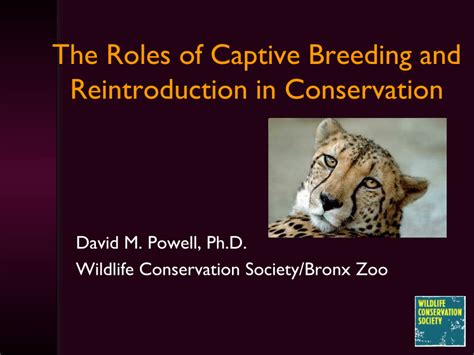 Analyzing the Role of Fear and Power in Captivity Scenarios