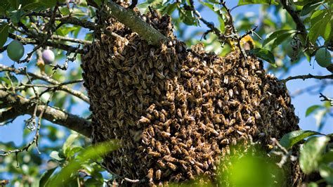 Analyzing the Significance of the Bee Swarm Vision