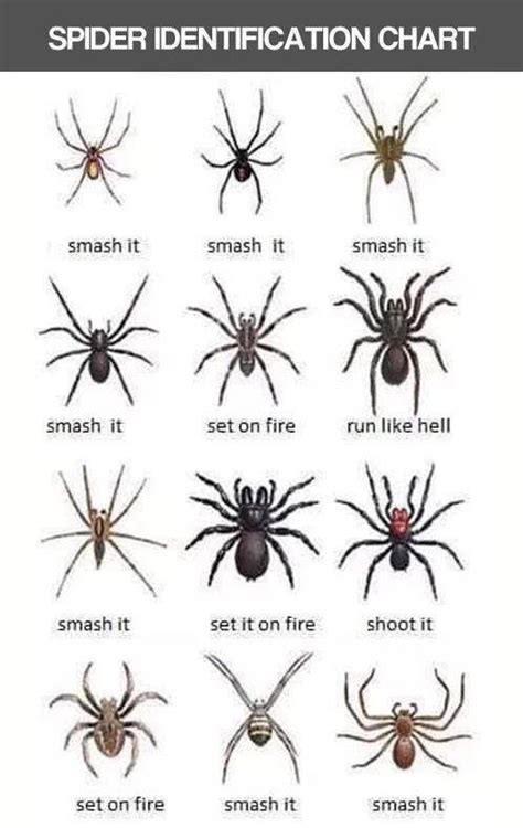 Analyzing the Size of the Spider: What Does it Signify?