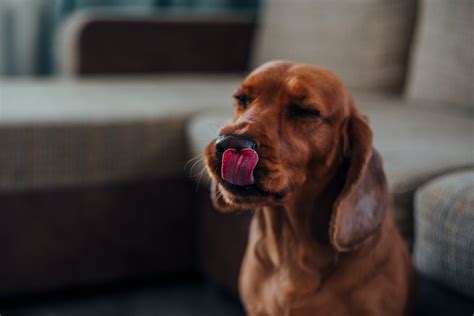 Analyzing the Subconscious: Decoding the Symbolism behind Canine Licking