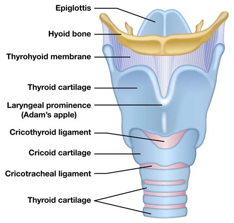 Analyzing the Symbolism of Larynx Incision in Dreams