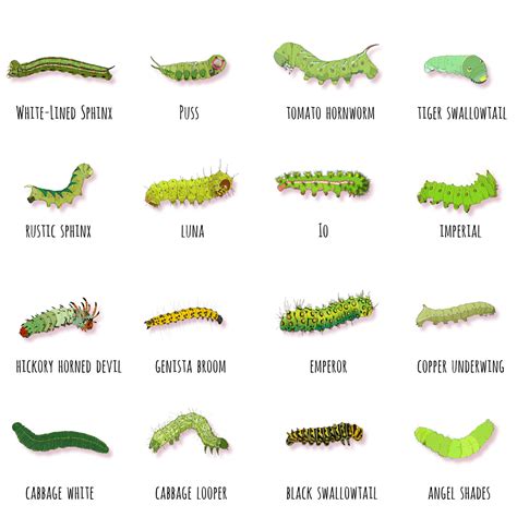 Analyzing the Various Hues and Species of Caterpillars Encountered in Dreams