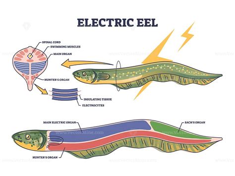 Anatomical Wonders: Delving into the Fascinating Structure of Electric Eels