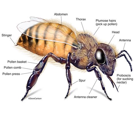 Anatomy of Honey Bees