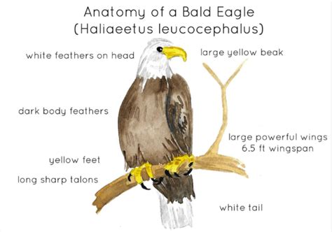 Anatomy of the Majestic Bald Eagle: The Inner Power