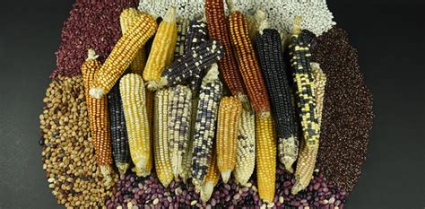 Ancient Beliefs: The Importance of Maize in Diverse Cultures