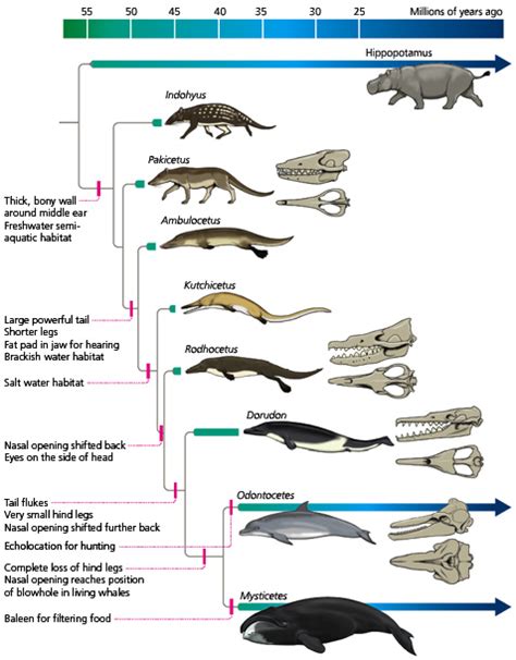 Ancient Echoes: Tracing the Evolutionary History of Whales