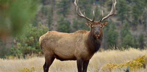 Ancient Legends: The Elk as a Sacred Animal