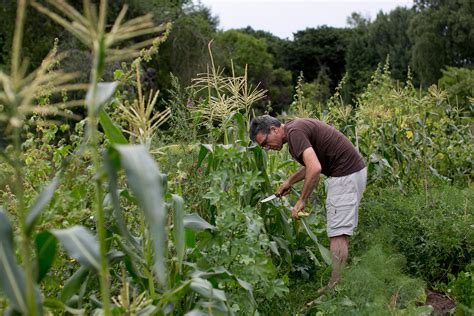 Ancient Wisdom and Modern Techniques: Innovations in Crop Harvesting