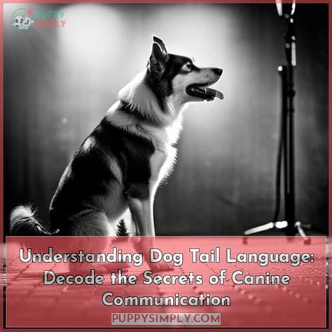 Animal Communication: Decoding the Language of Tails