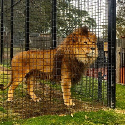 Animal Education and Conservation: The Vital Role of Zoos