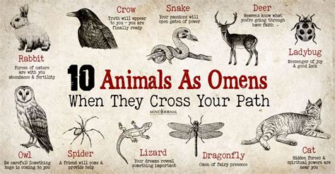 Animal Remains as Omens and Messages from the Spiritual Realm