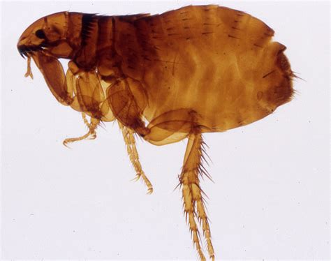 Annoyances and Irritations: Unveiling the Significance of Fleas