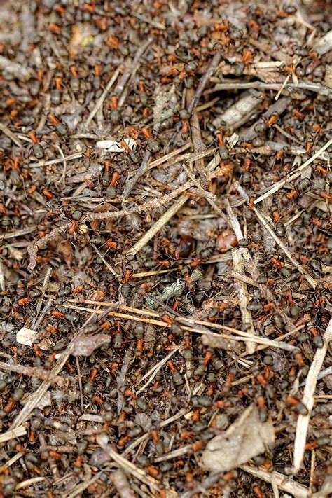 Ant Hills: Lessons in Persistence, Cooperation, and Diligence