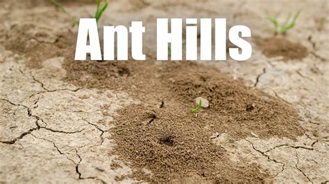 Ant Hills as Indicators of Territory and Communication