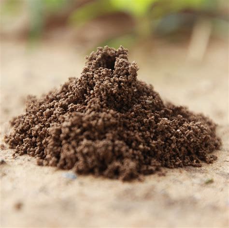 Ant Hills as Metaphors of Human Society and Organization