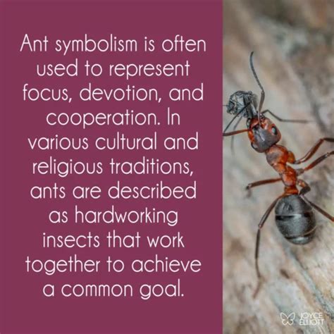 Ant Symbolism in Various Cultures