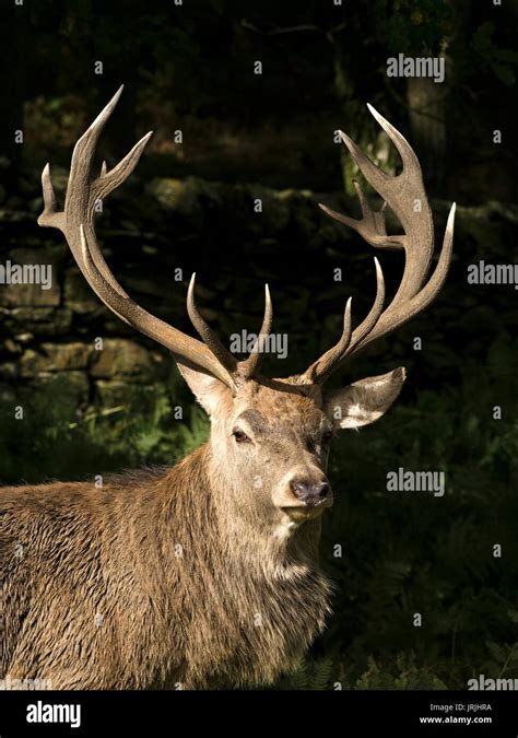 Antlers: Exploring the Magnificent Crown of the Stag