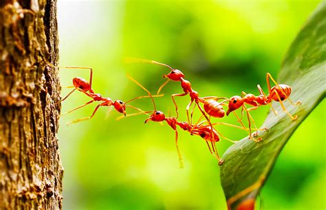 Ants as Messengers: Revealing Cryptic Communications within Dreamscapes