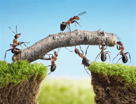 Ants as a Symbol of Diligence and Perseverance