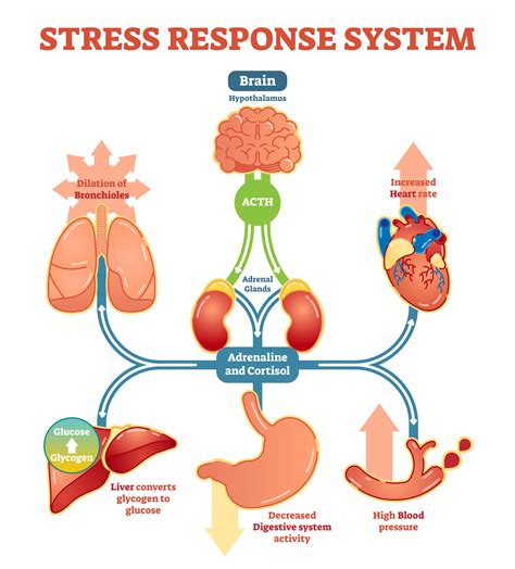 Anxiety and Stress: Factors Behind the Dream