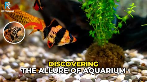 Aquarium Fish: Discovering the Unexpected Beauty Within a Glass Oasis