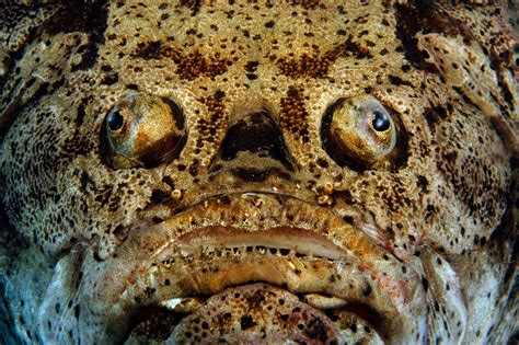 Aquatic Marvels: Understanding the Unique Characteristics of Massive Ugly Fish