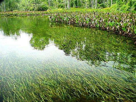 Aquatic Plants: Defenders of Water Quality