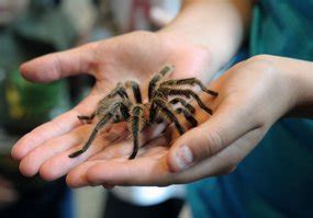 Arachnophobia or Destiny? Analyzing the Fear Factor in Dreams about Tarantulas