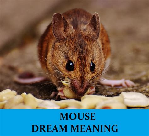 Are Mouse Dreams a Reflection of Our Anxieties? Exploring the Fear Factor