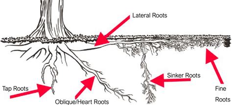 Ash's Verticality and Physical Proportions