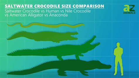 Assessing the Challenges and Responsibilities of Becoming a Crocodile Owner