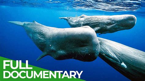 Astonishing Creatures: The Mysterious Sperm Whale