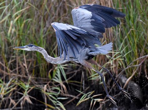 Astonishing Feats: Hunting Techniques of the Majestic Great Blue Heron