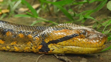 Astonishing Insights into the Hunting and Feeding Strategies of the Blue Anaconda