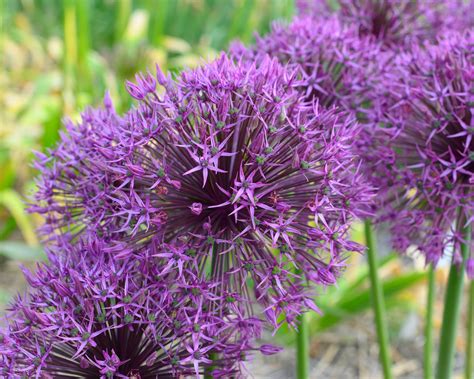 Astonishing Varieties: Revealing the Diverse Universe of Massive Alliums