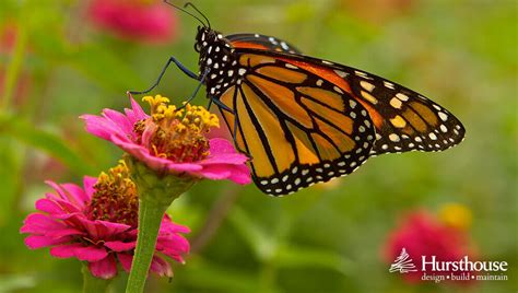 Attracting Enchanting Winged Creatures to Your Garden