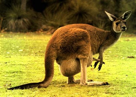 Australia's Most Iconic Animal