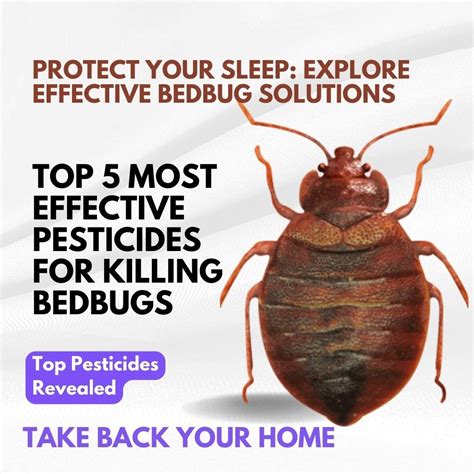 Avoid the Bedbug Nightmare: Strategies for Eliminating these Persistent Pests