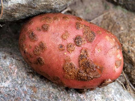 Avoiding Common Pests and Diseases in Potato Plants