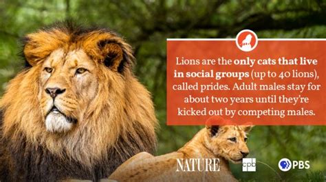 Awe-Inspiring Facts about the Lion's Physical Characteristics