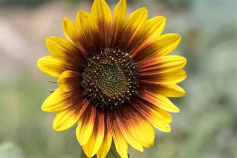 Awe-Inspiring Scene: Immerse Yourself in the Enchanting World of blooming Helianthus Annuus