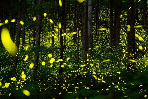 Awe-Inspiring Synchronization: How Fireflies Light Up Together