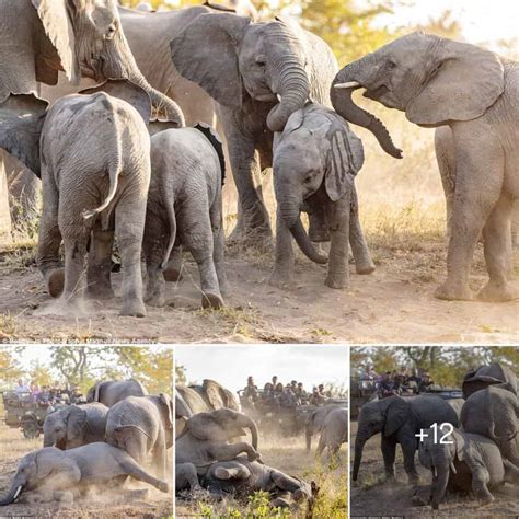 Awe-inspiring First Meeting: The Graceful Encounter