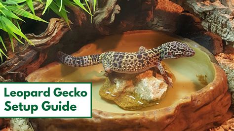 Baby Gecko Care: Creating the Ideal Habitat