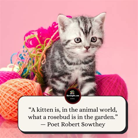 Baby Kitten's Inspirational Quotes and Mantras