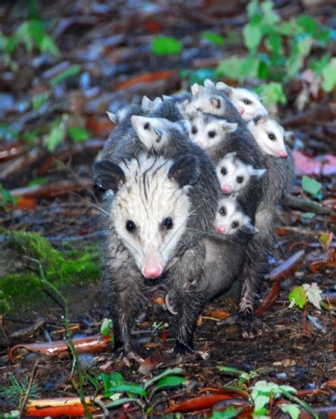 Baby Opossums: Nature's Endearing Gymnasts