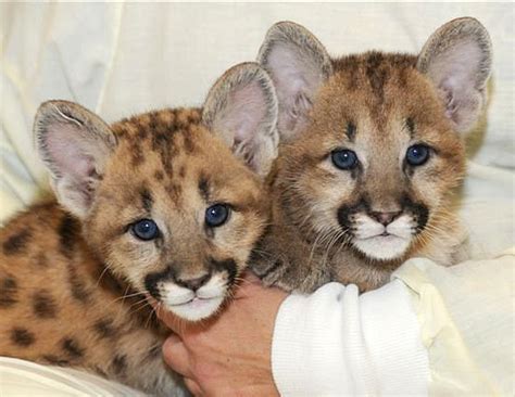 Baby cougars as spiritual guides: Understanding their role in interpreting dreams